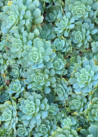 Sedum pachyclados  Sedum pachyclados